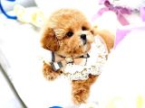 Bebek Yüzlü Toy Poodle Bebeklerimiz