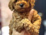 ANNE ALTINDAN TOY POODLE BEBEKLERİMİZ