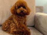 TOY POODLE SEVİMLİ YAVRULAR EV ÜRETİMİ 
