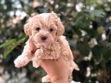 MALTİPOO CİNSİ YAVRULAR EV ÜRETİMİ 