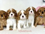 CAVALİER KİNG CHARLES CİNSİ YAVRULAR 