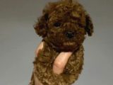 TOY POODLE SEVİMLİ YAVRULAR EV ÜRETİMİ 