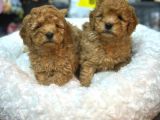 SAFKAN TOY POODLE BEBEKLERİMİZ BAKIRKÖY