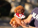TOY POODLE SEVİMLİ YAVRULAR EV ÜRETİMİ 