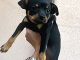 7 Aylık Dişi Minyatür Pinscher (Pinçır) – Kaçırılmayacak