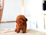 DAHA İYİSİ YOK TOY POODLE BEBEKLERİMİZ 