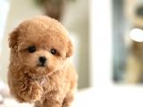 MAYA KIZIMIZIN MÜKEMMEL YAVRUSU TOY POODLE 