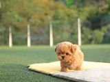 SÜPER EĞİTİMLİ TOY POODLE BEBEKLERİM 