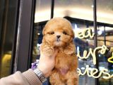 BEBEK SURAT TOY POODLE BEBEKLERİM 