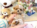 İSTANBULUN EN GÖZDE TOY POODLE BEBEKLERİ