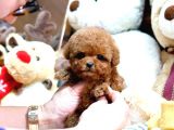 STAR TOY POODLE BEBEKLERİM 