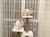 Blu Bicolor Ragdoll Yavrular - Henüz 1 aylık