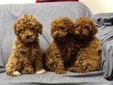TOY POODLE SEVİMLİ YAVRULAR EV ÜRETİMİ 