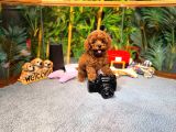 Orijinal   Toy Poodle Yavrular | 7/24 Destek