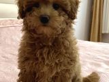 TOY POODLE SEVİMLİ YAVRULAR EV ÜRETİMİ 