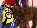 Kore toy poodle 