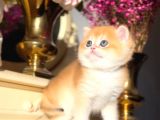 Bebek Surat Golden British Shorthair 