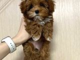 TOY POODLE SEVİMLİ YAVRULAR EV ÜRETİMİ 