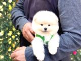 POMERRİAN BOO SEVİMLİ YAVRULAR 