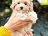 MALTİPOO CİNSİ YAVRULAR EV ÜRETİMİ 