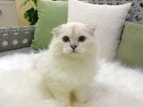 Özel Bir Scottish Fold