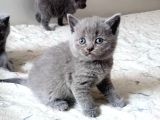 Rezerveye uygun British Shorthair ırkı Golden ve Blue Yavrular 
