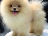 POMERRİAN BOO SEVİMLİ YAVRULAR 
