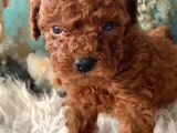 2 aylık erkek toy poodle 