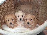 MALTİPOO CİNSİ YAVRULAR EV ÜRETİMİ 