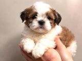 Shih Tzu Yavru Teacup Minik Dişi ve Erkek Yavru Shihtzu