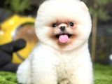 POMERRİAN BOO SEVİMLİ YAVRULAR 