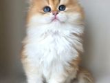 Asilzade Golden British Longhair 