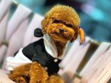 TOY POODLE SEVİMLİ YAVRULAR EV ÜRETİMİ 