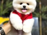 POMERRİAN BOO SEVİMLİ YAVRULAR 