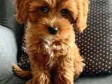 TOY POODLE SEVİMLİ YAVRULAR EV ÜRETİMİ 