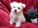 MALTESE TERRİER CİNSİ YAVRULAR 