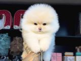 POMERRİAN BOO SEVİMLİ YAVRULAR 