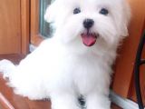 KAR BEYAZ MALTESE TERRİER CİNSLERİ 