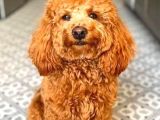 TOY POODLE SEVİMLİ YAVRULAR EV ÜRETİMİ 