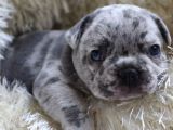 SAFKAN EGZOTİK FRENCH BULLDOG YAVRULARIM REZERVEDE