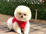 POMERRİAN BOO SEVİMLİ YAVRULAR 