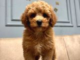 Toy poodle