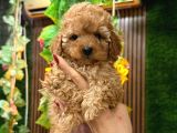 TOY POODLE SEVİMLİ YAVRULAR EV ÜRETİMİ 