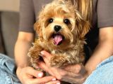 TOY POODLE SEVİMLİ YAVRULAR EV ÜRETİMİ 