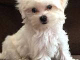 KAR BEYAZ MALTESE TERRİER CİNSLERİ 