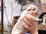 SAFKAN EGZOTİK FRENCH BULLDOG YAVRULARIM REZERVEDE