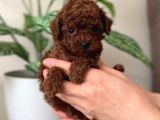 TOY POODLE SEVİMLİ YAVRULAR EV ÜRETİMİ 