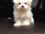 KAR BEYAZ MALTESE TERRİER CİNSLERİ 