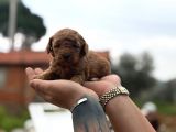 KIPKIRMIZI RED TOY POODLE SEVİMLİ YAVRULAR 