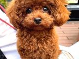 Orjinal Toy poodle Yavruları